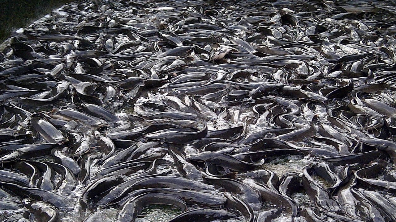 Fish Hub Okwenya