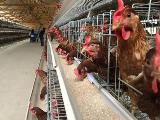 Rosons Farms Poultry